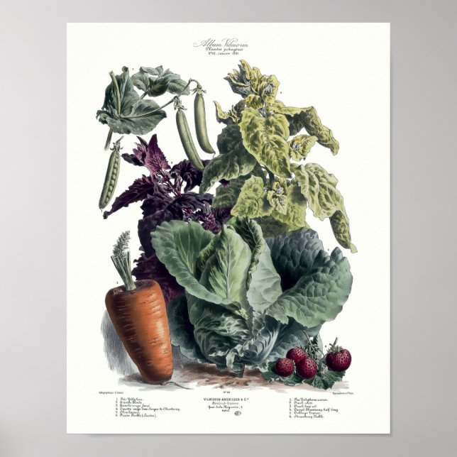 Poster Ere victorienne 1891 Fruits et légumes Publicité p (Devant)