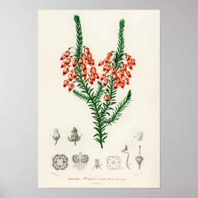 Poster Erica ardens - un cadeau pour votre Erica (Devant)