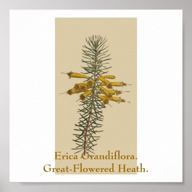 Poster Erica Grandiflora. Généreuse Terre Fleurie. (Devant)