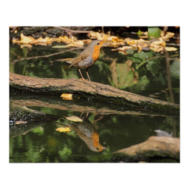 Poster Erithacus rubecula (Devant)