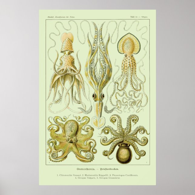 Poster Ernst Haeckel (Devant)