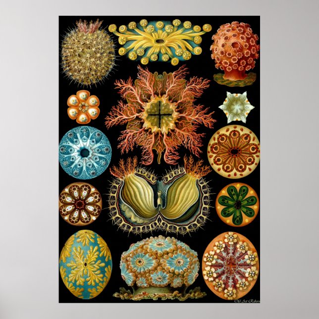 Poster Ernst Haeckel ~ Actiniae (Devant)