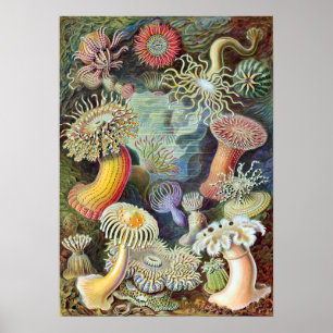 Poster Ernst Haeckel Actiniae