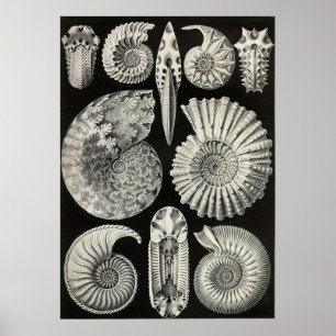 Poster Ernst Haeckel - Ammonitida