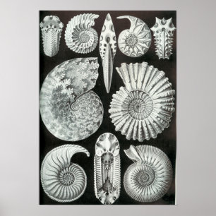 Poster Ernst Haeckel Ammonitida fossils