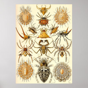 Poster Ernst Haeckel - Arachnida