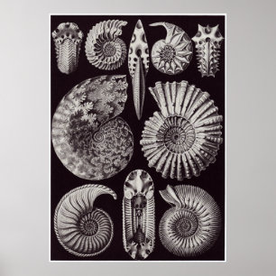 Poster Ernst Haeckel Art Imprimer : Ammonitida