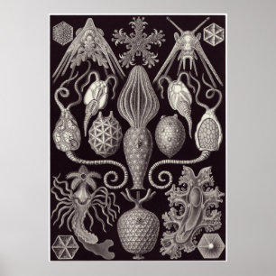 Poster Ernst Haeckel Art Imprimer : Amphoridea