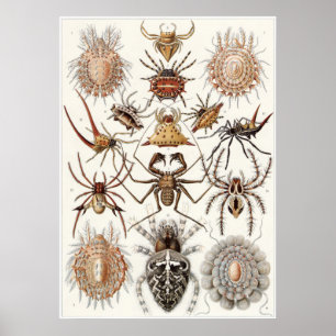 Poster Ernst Haeckel Art Imprimer : Arachnida