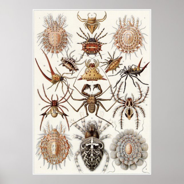 Poster Ernst Haeckel Art Imprimer : Arachnida (Devant)