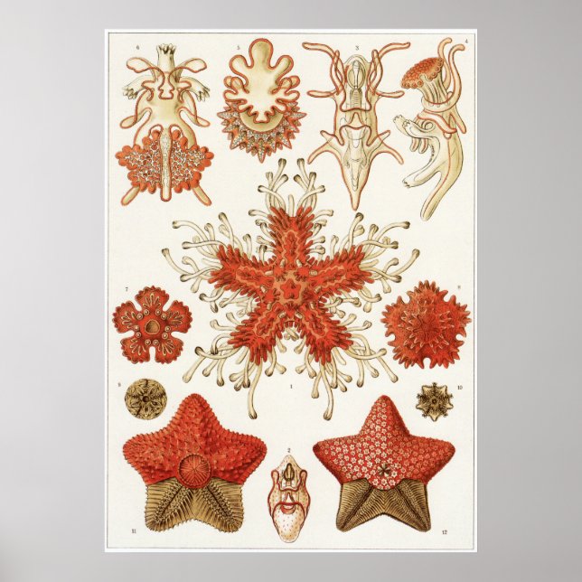 Poster Ernst Haeckel Art Imprimer : Asteridea (Devant)