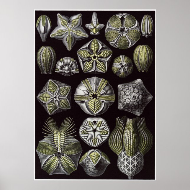 Poster Ernst Haeckel Art Imprimer : Blastoidea (Devant)