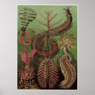 Poster Ernst Haeckel Art Imprimer : Chaetopoda