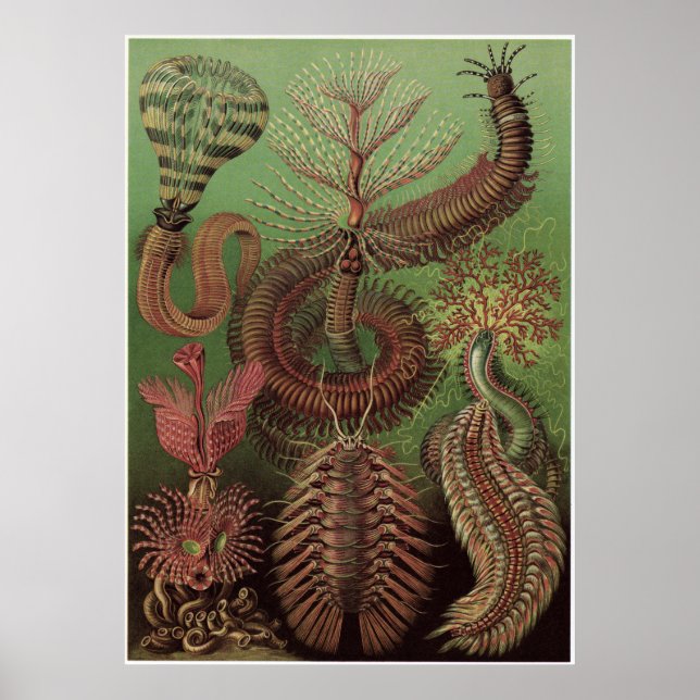 Poster Ernst Haeckel Art Imprimer : Chaetopoda (Devant)
