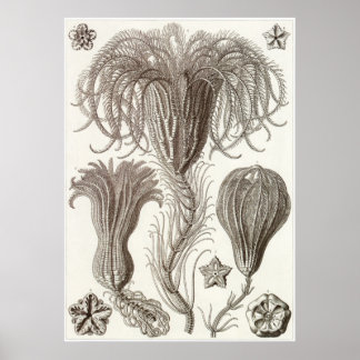 Poster Ernst Haeckel Art Imprimer : Crinoidea