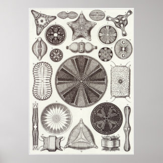 Poster Ernst Haeckel Art Imprimer : Diatomea
