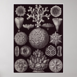 Poster Ernst Haeckel Art Imprimer : Hexacoralla