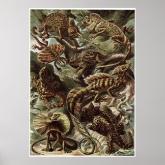 Poster Ernst Haeckel Art Imprimer : Lacertilia