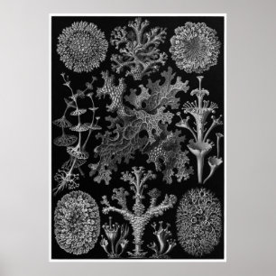 Poster Ernst Haeckel Art Imprimer : Lichène