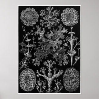 Poster Ernst Haeckel Art Imprimer : Lichenes