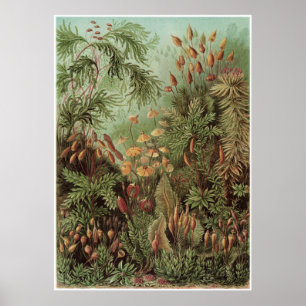 Poster Ernst Haeckel Art Imprimer : Muscinae