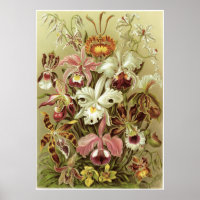 Ernst Haeckel Art Imprimer : Orchidae