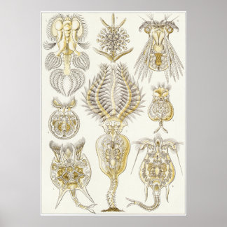 Poster Ernst Haeckel Art Imprimer : Rotatoria