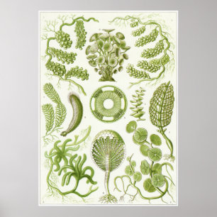 Poster Ernst Haeckel Art Imprimer : Siphoneae