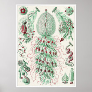 Poster Ernst Haeckel Art Imprimer : Siphonophorae