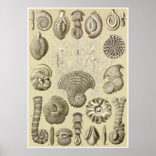 Poster Ernst Haeckel Art Imprimer : Thalamophora