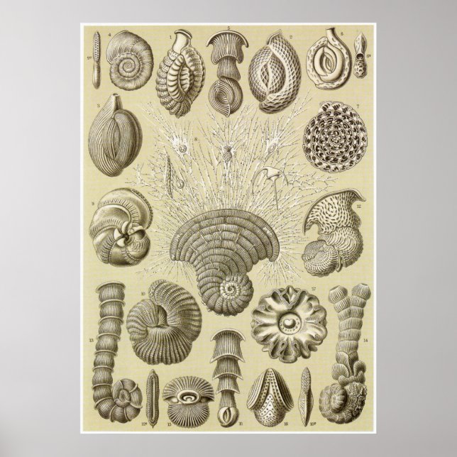 Poster Ernst Haeckel Art Imprimer : Thalamophora (Devant)