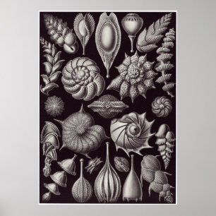 Poster Ernst Haeckel Art Imprimer : Thalamophora