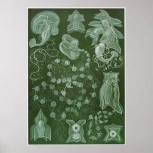 Poster Ernst Haeckel Art Print: Siphonophorae