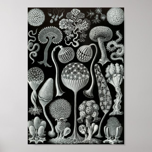 Poster Ernst Haeckel Art Sea Life 11" x 8,5 (Devant)