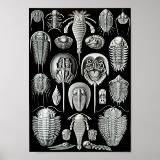 Poster Ernst Haeckel Art Sea Life 11" x 8,5