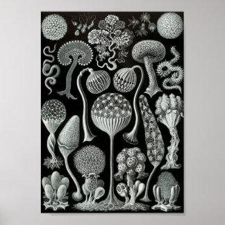 Poster Ernst Haeckel Art Sea Life 11" x 8,5