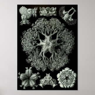 Poster Ernst Haeckel Art Sea Life 11" x 8,5