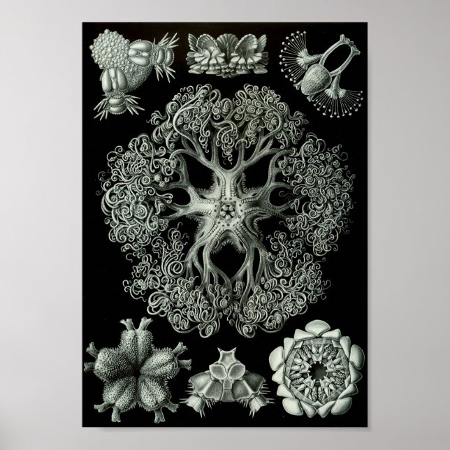 Poster Ernst Haeckel Art Sea Life 11" x 8,5 (Devant)