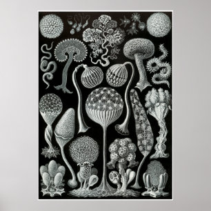 Poster Ernst Haeckel Artformes De La Nature Imprimer