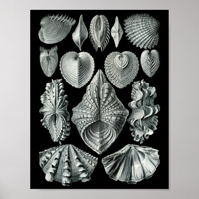 Poster Ernst Haeckel Bivalvia Grève Noir & Blanc (Devant)