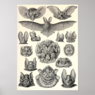 Poster Ernst Haeckel - chauves-souris de Chiroptera