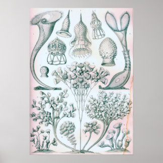 Poster Ernst Haeckel Ciliata
