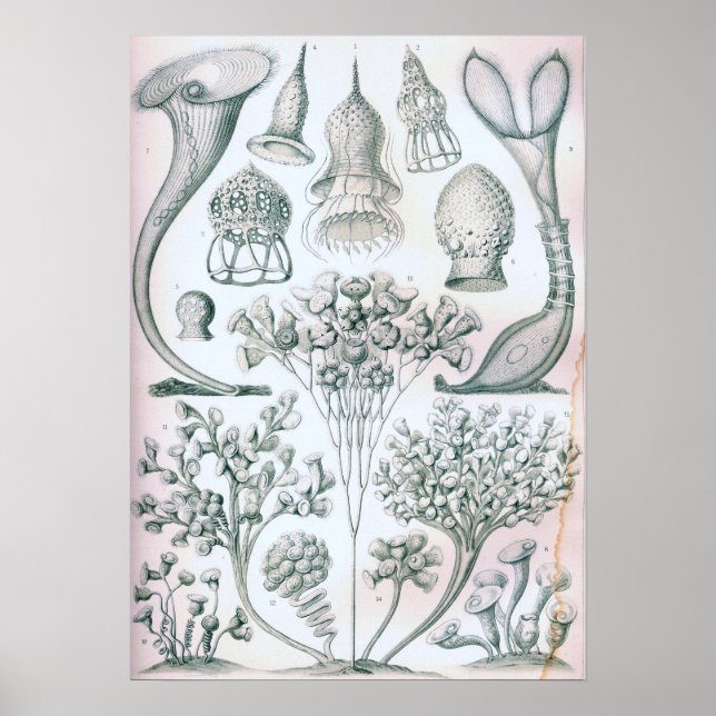 Poster Ernst Haeckel Ciliata (Devant)