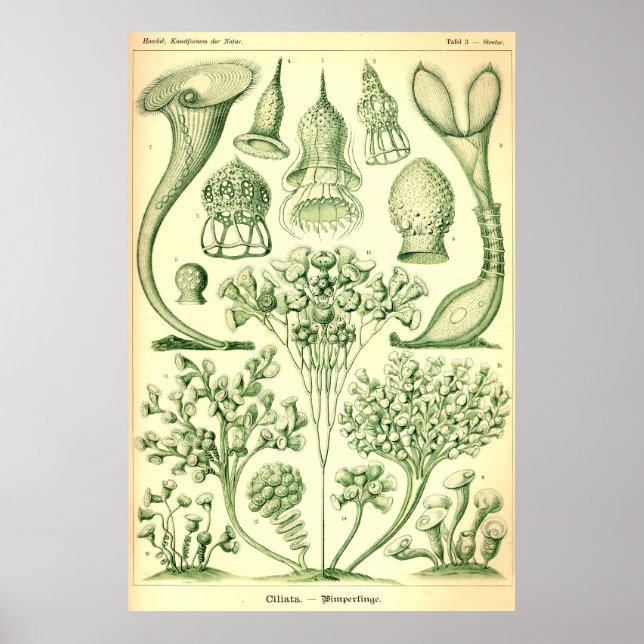 Poster Ernst Haeckel Ciliata (Devant)