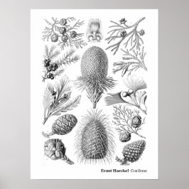 Poster Ernst Haeckel Coniferae Noir et blanc