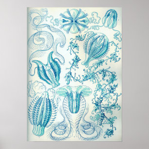 Poster Ernst Haeckel Ctenophorae