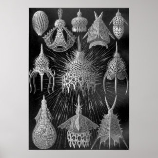 Poster Ernst Haeckel Cyrtoidea
