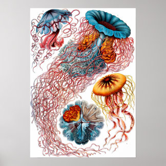 Poster Ernst Haeckel Discomedusae