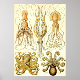 Poster Ernst Haeckel - Gamochonia