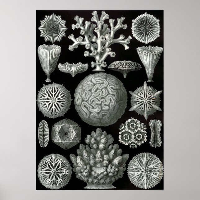 Poster Ernst Haeckel Hexacorallia Coral (Devant)